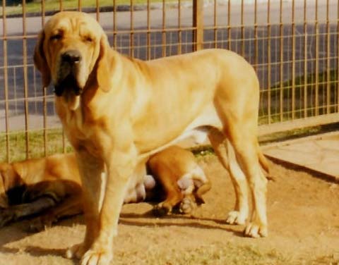 Chien - eleveur de chiens Fila Brasileiro