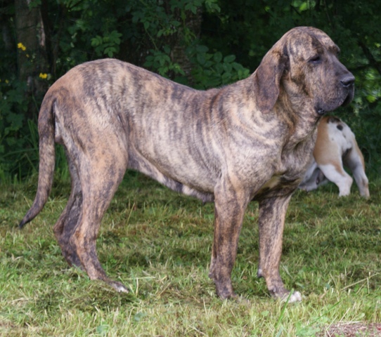 Henya of red and brindle