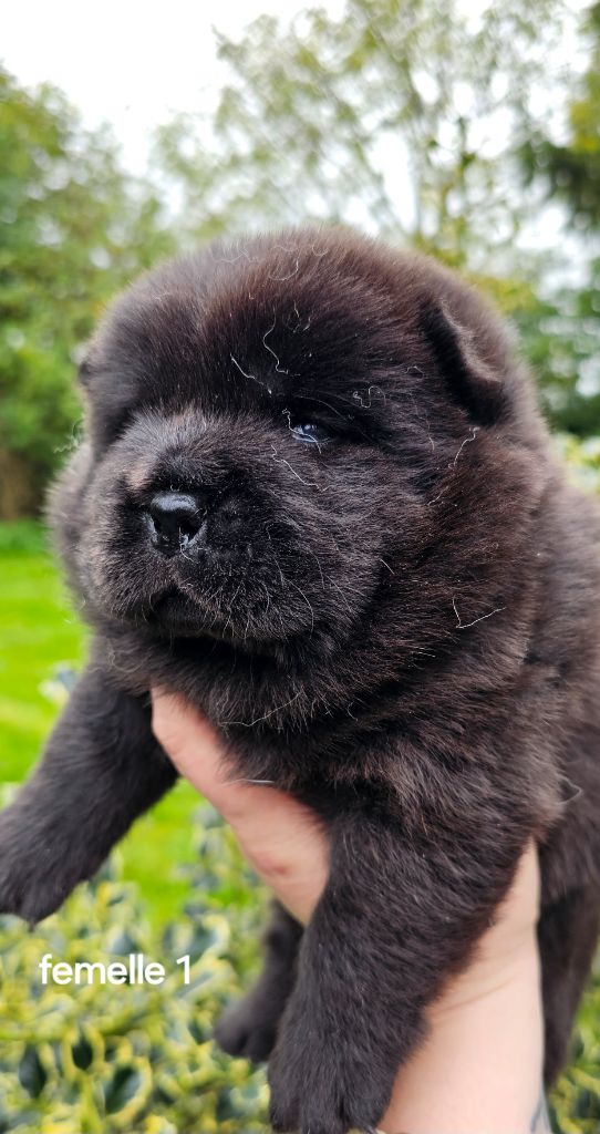 Le domaine de fabadel - Chiot disponible  - Chow Chow