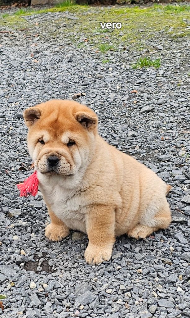 Le domaine de fabadel - Chiot disponible  - Chow Chow