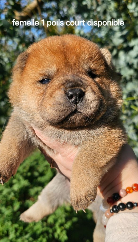 Le domaine de fabadel - Chiot disponible  - Chow Chow