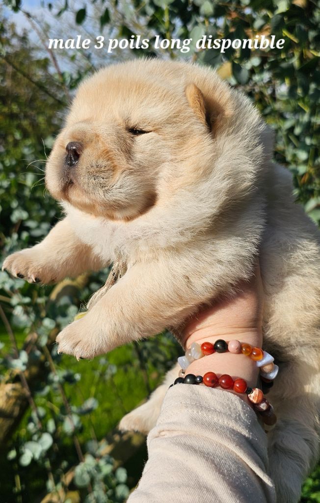 Le domaine de fabadel - Chiot disponible  - Chow Chow