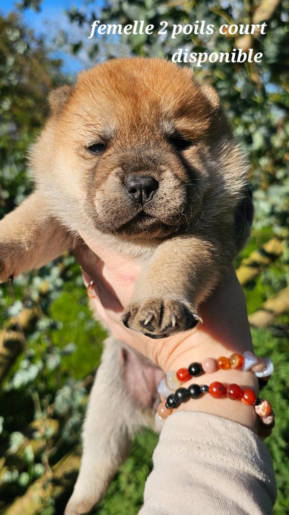 Le domaine de fabadel - Chiot disponible  - Chow Chow