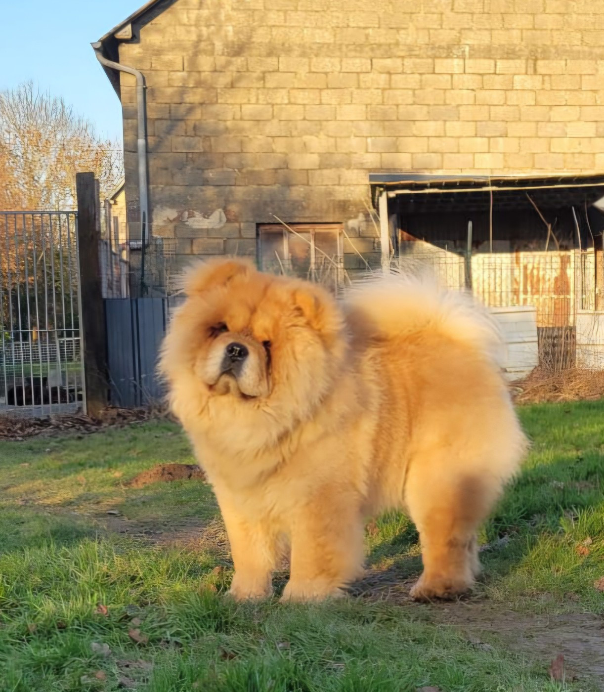 lions of danube Lord laslie