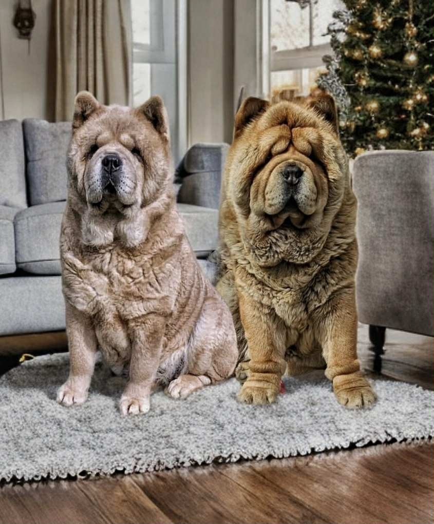 Nous avons des bébés poils court