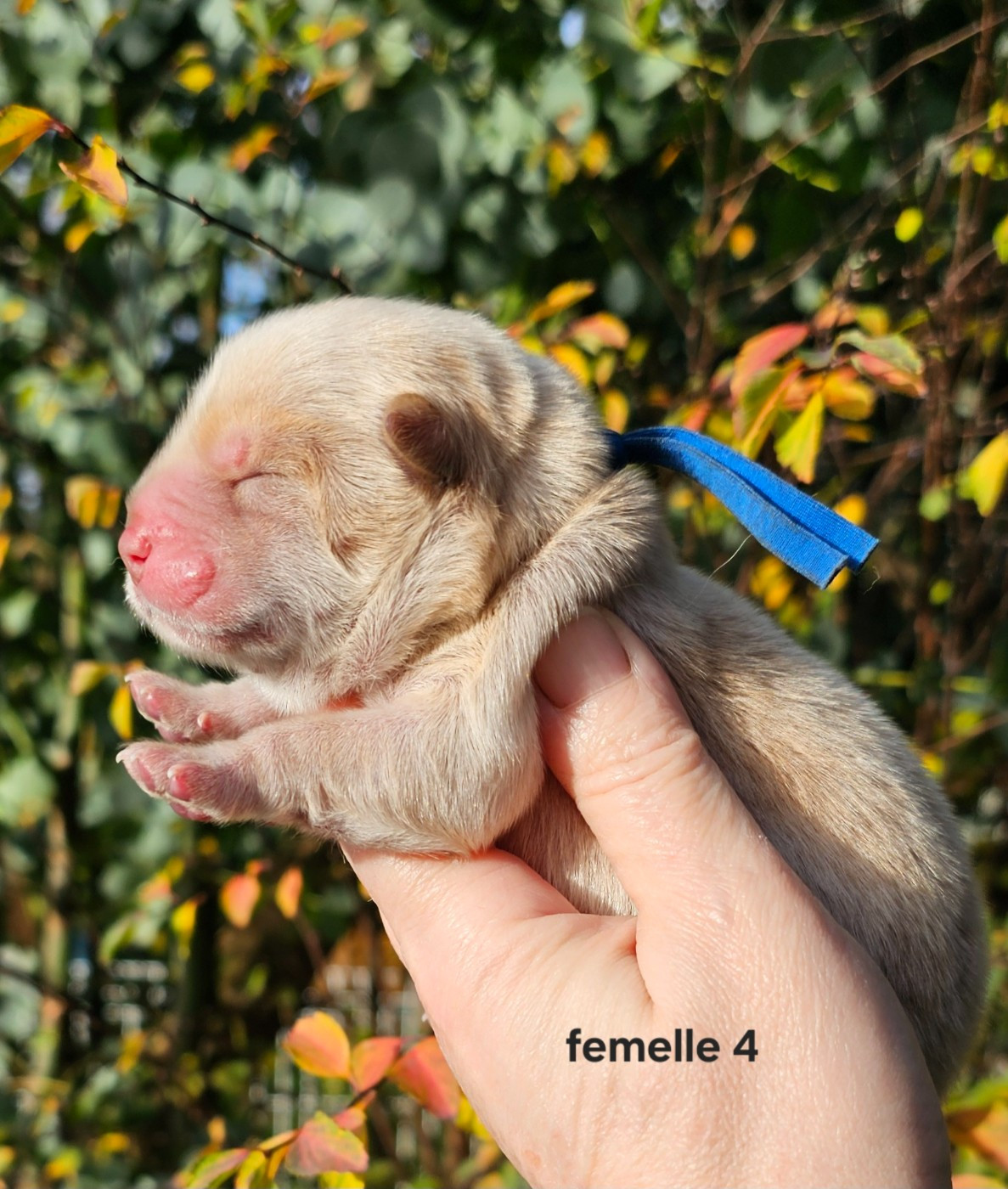 Le domaine de fabadel - Chiots disponibles - Chow Chow