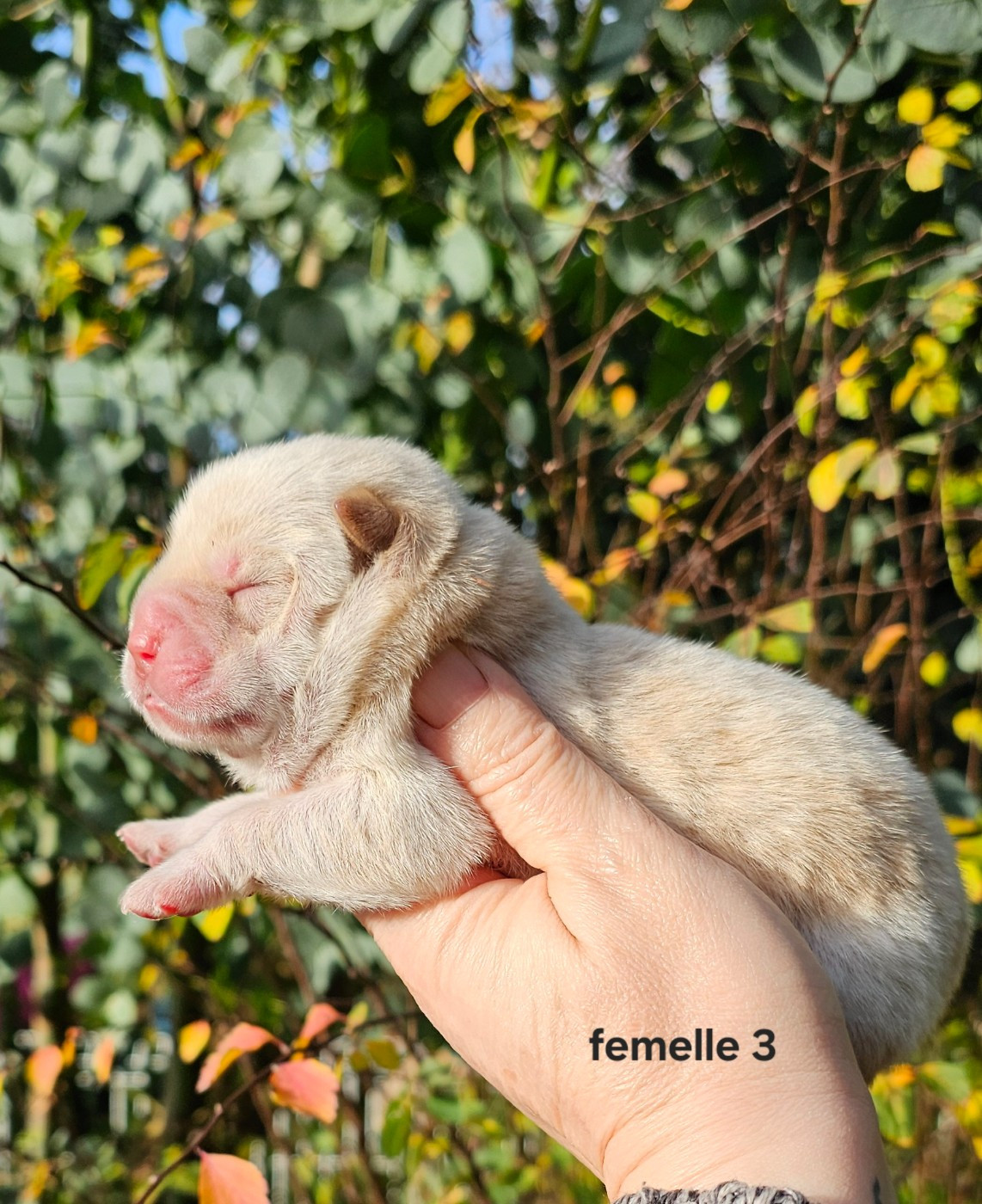 Le domaine de fabadel - Chiots disponibles - Chow Chow