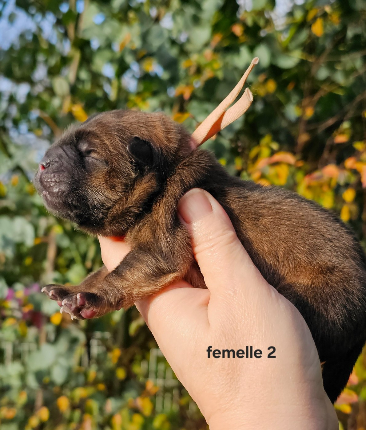 Le domaine de fabadel - Chiots disponibles - Chow Chow