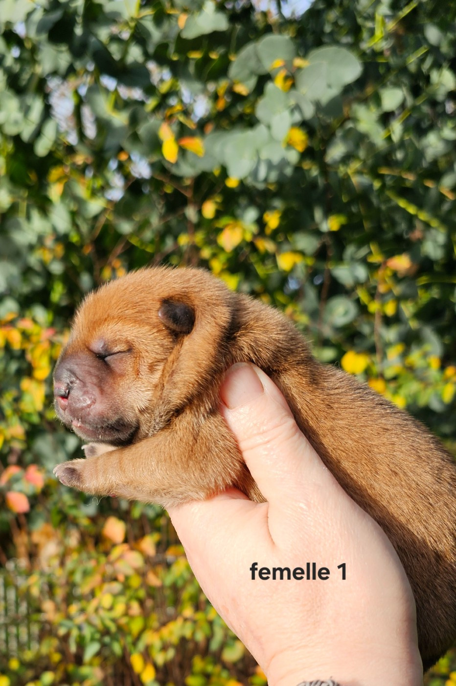 Le domaine de fabadel - Chiots disponibles - Chow Chow