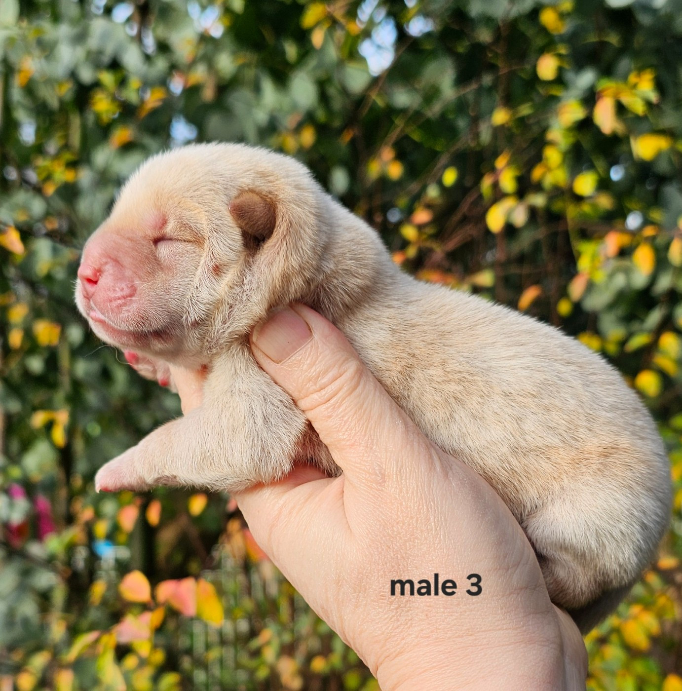 Le domaine de fabadel - Chiots disponibles - Chow Chow