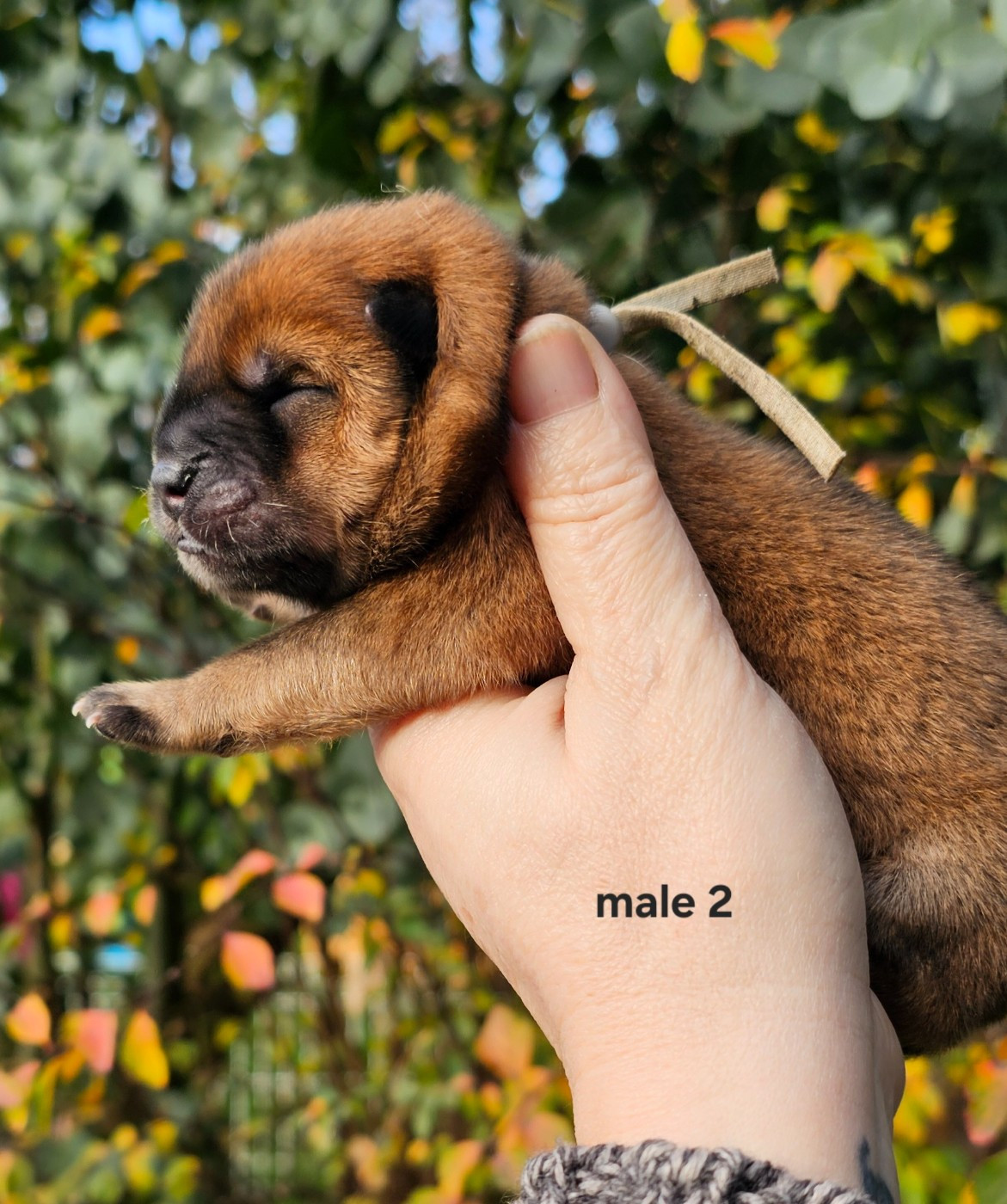 Le domaine de fabadel - Chiots disponibles - Chow Chow