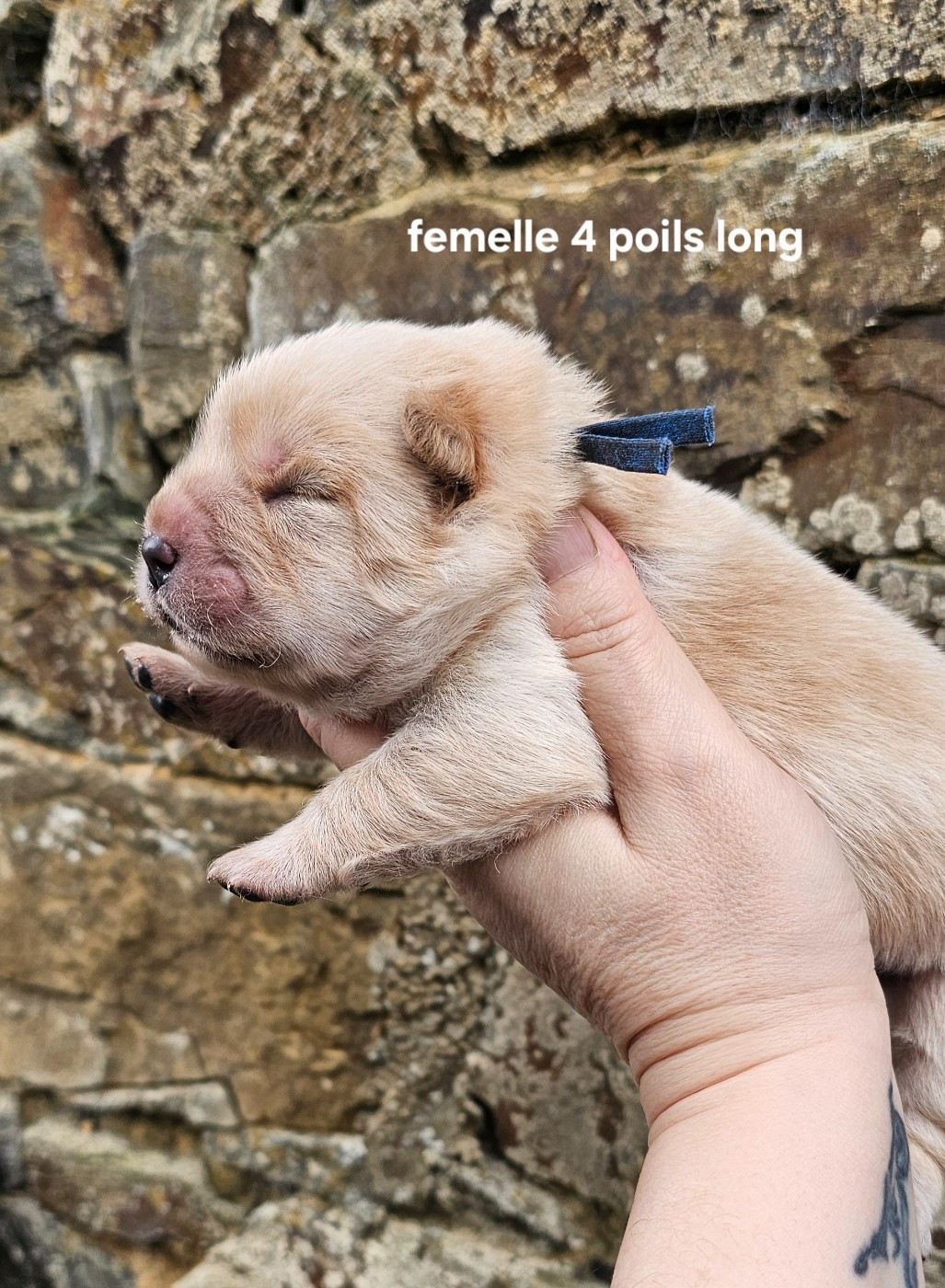 Le domaine de fabadel - Chiots disponibles - Chow Chow
