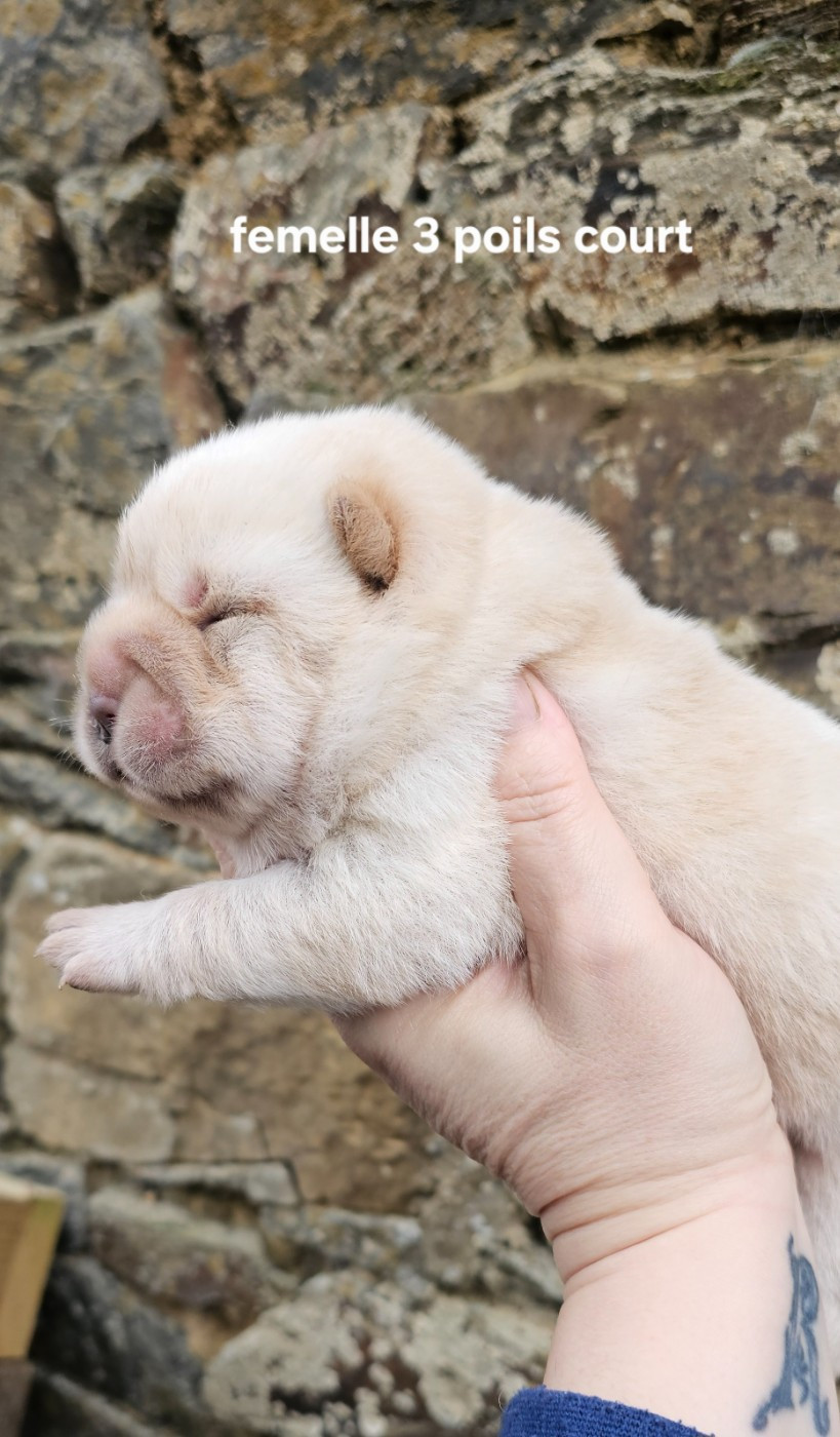 Le domaine de fabadel - Chiots disponibles - Chow Chow