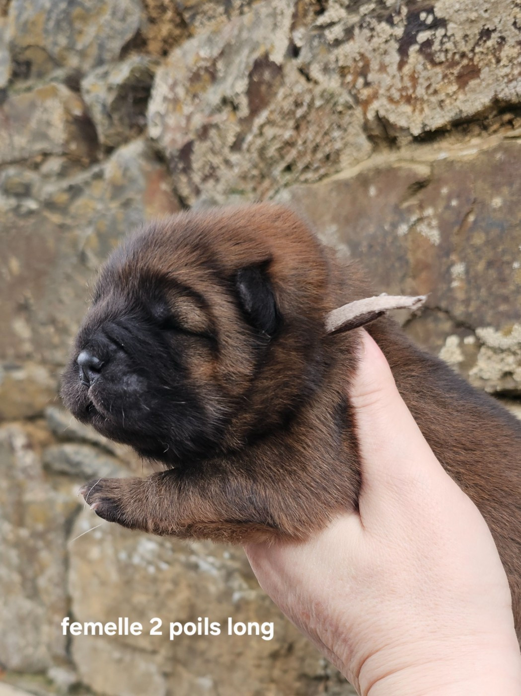 Le domaine de fabadel - Chiots disponibles - Chow Chow
