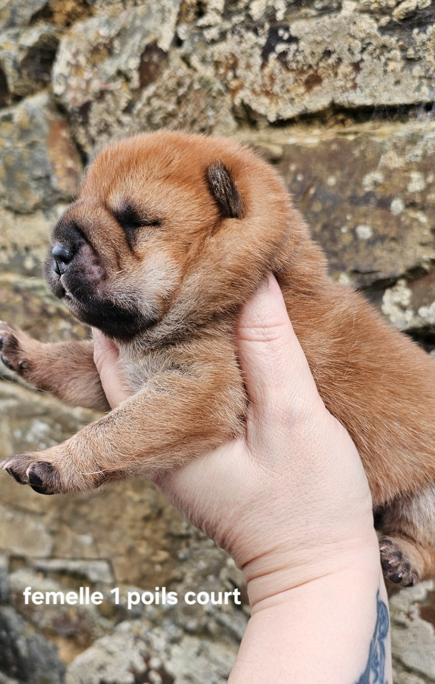 Le domaine de fabadel - Chiots disponibles - Chow Chow