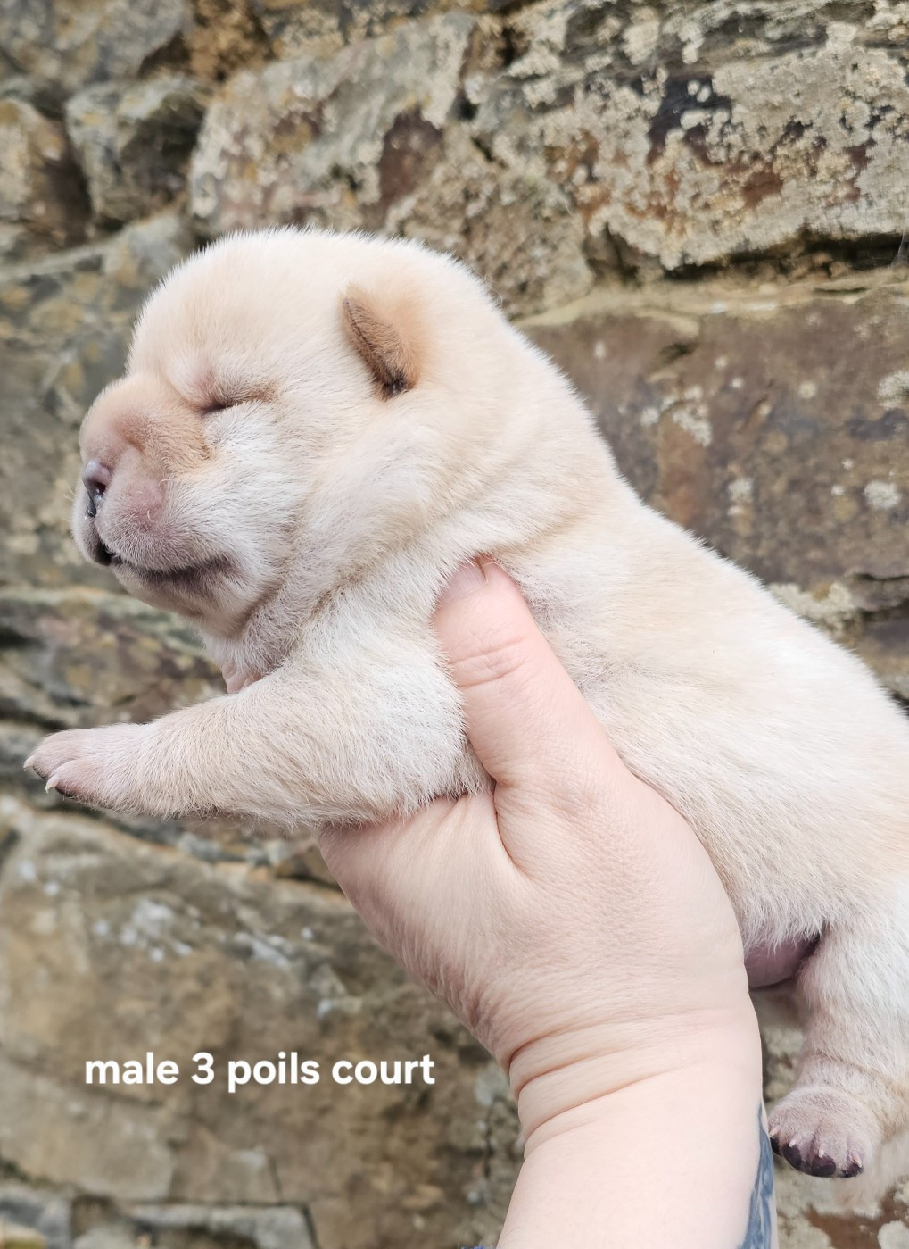 Le domaine de fabadel - Chiots disponibles - Chow Chow
