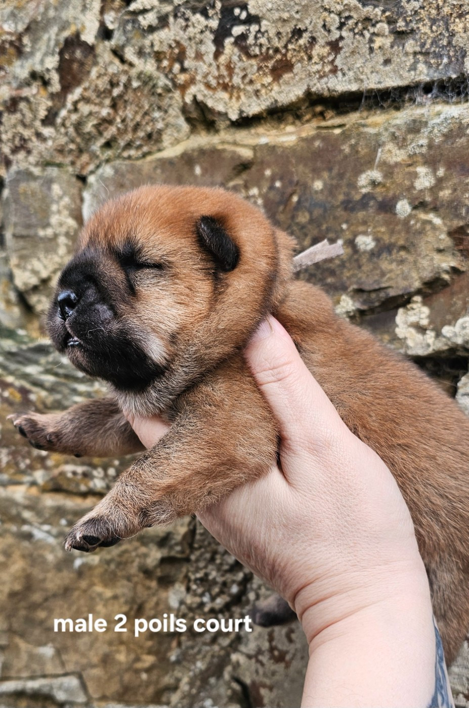 Le domaine de fabadel - Chiots disponibles - Chow Chow
