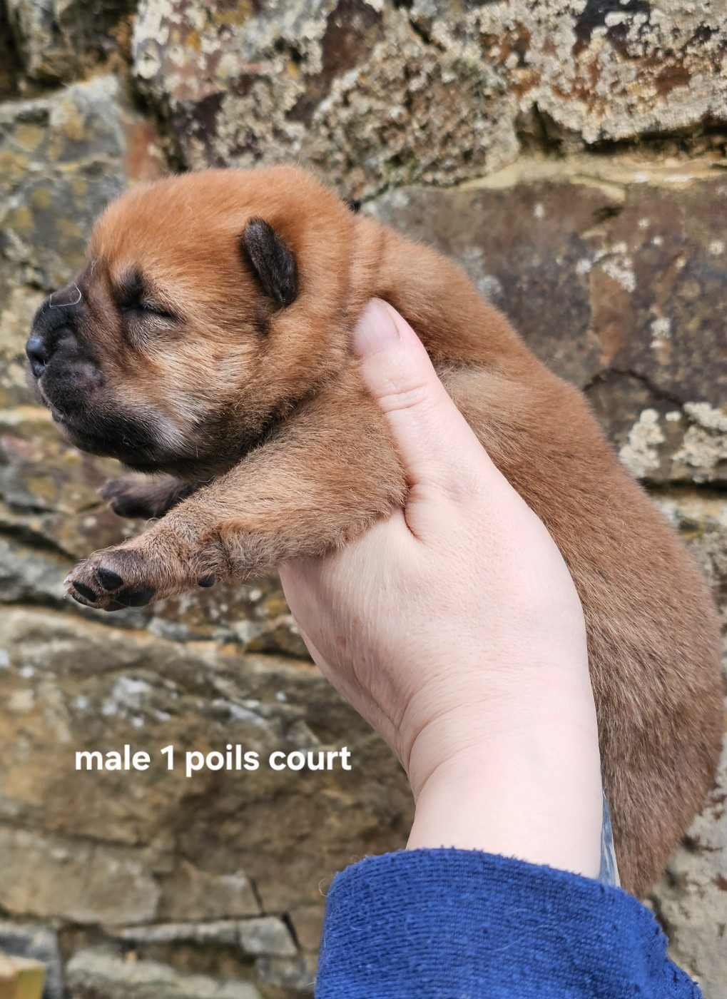 Le domaine de fabadel - Chiots disponibles - Chow Chow