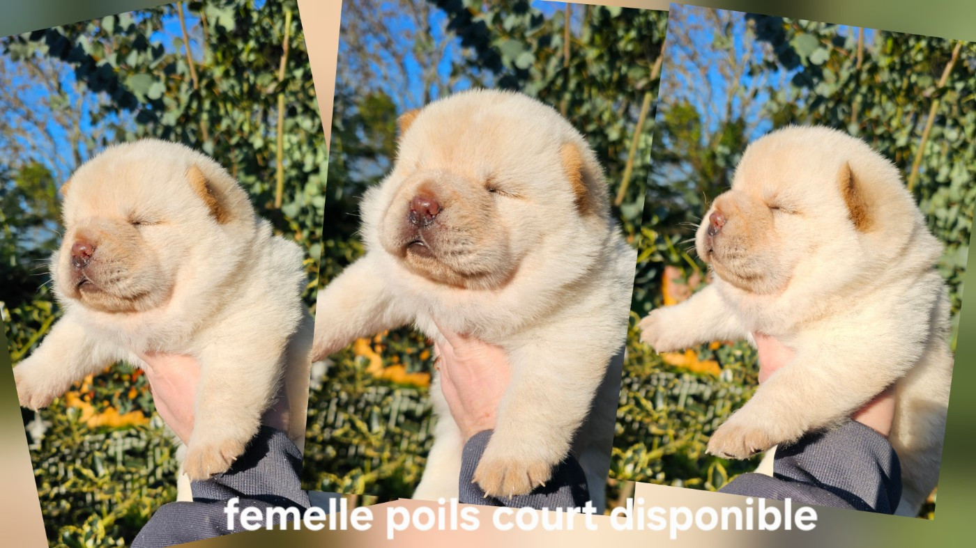 Le domaine de fabadel - Chiots disponibles - Chow Chow