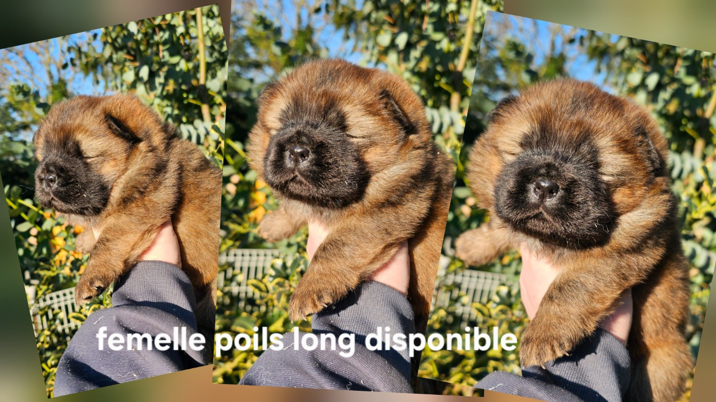 Le domaine de fabadel - Chiots disponibles - Chow Chow