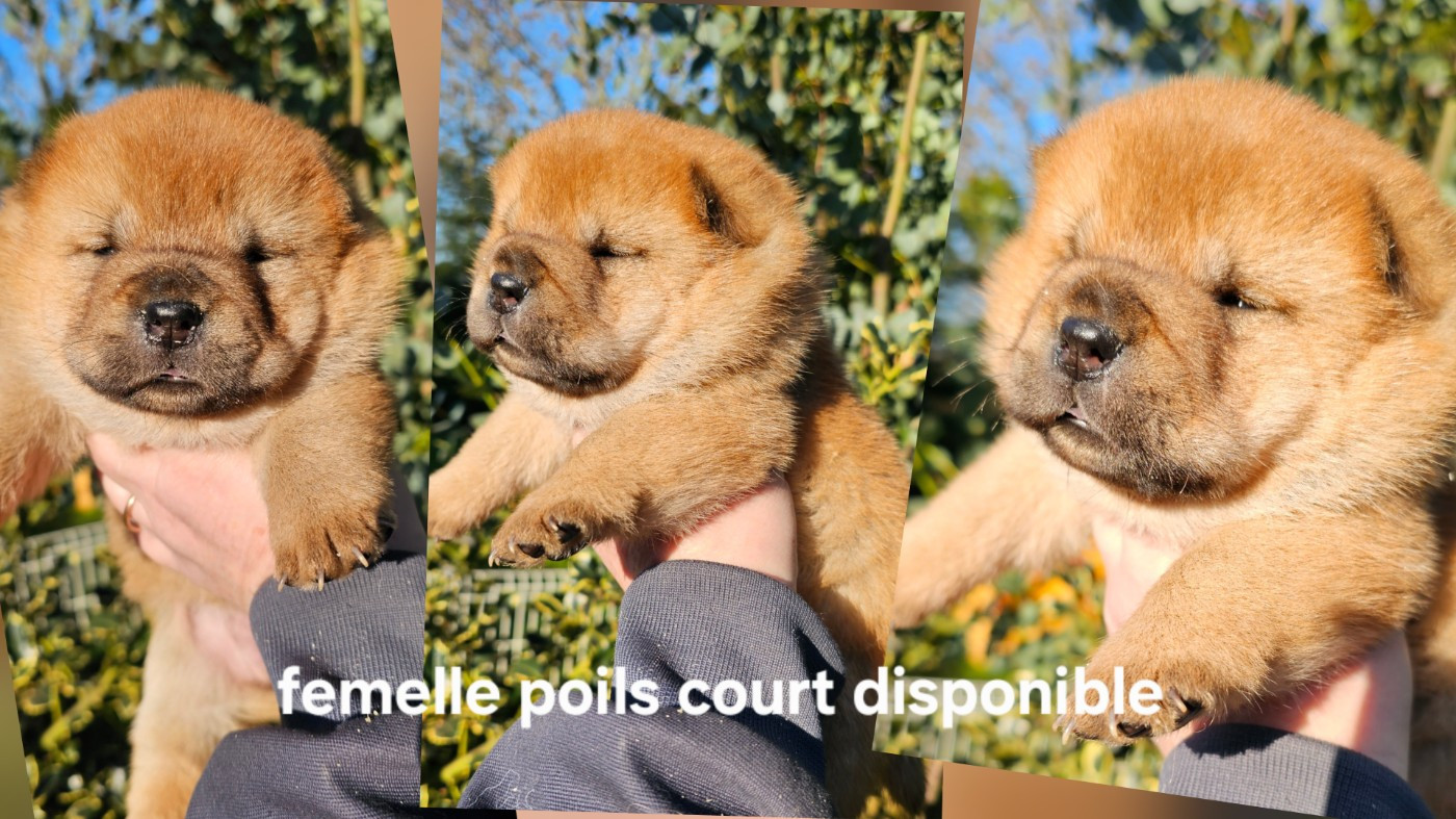 Le domaine de fabadel - Chiots disponibles - Chow Chow