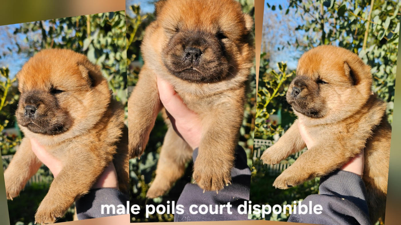 Le domaine de fabadel - Chiots disponibles - Chow Chow
