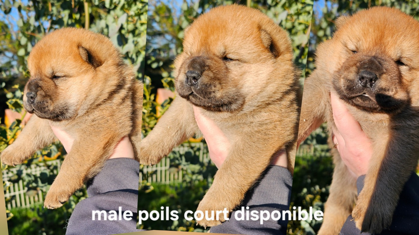 Le domaine de fabadel - Chiots disponibles - Chow Chow