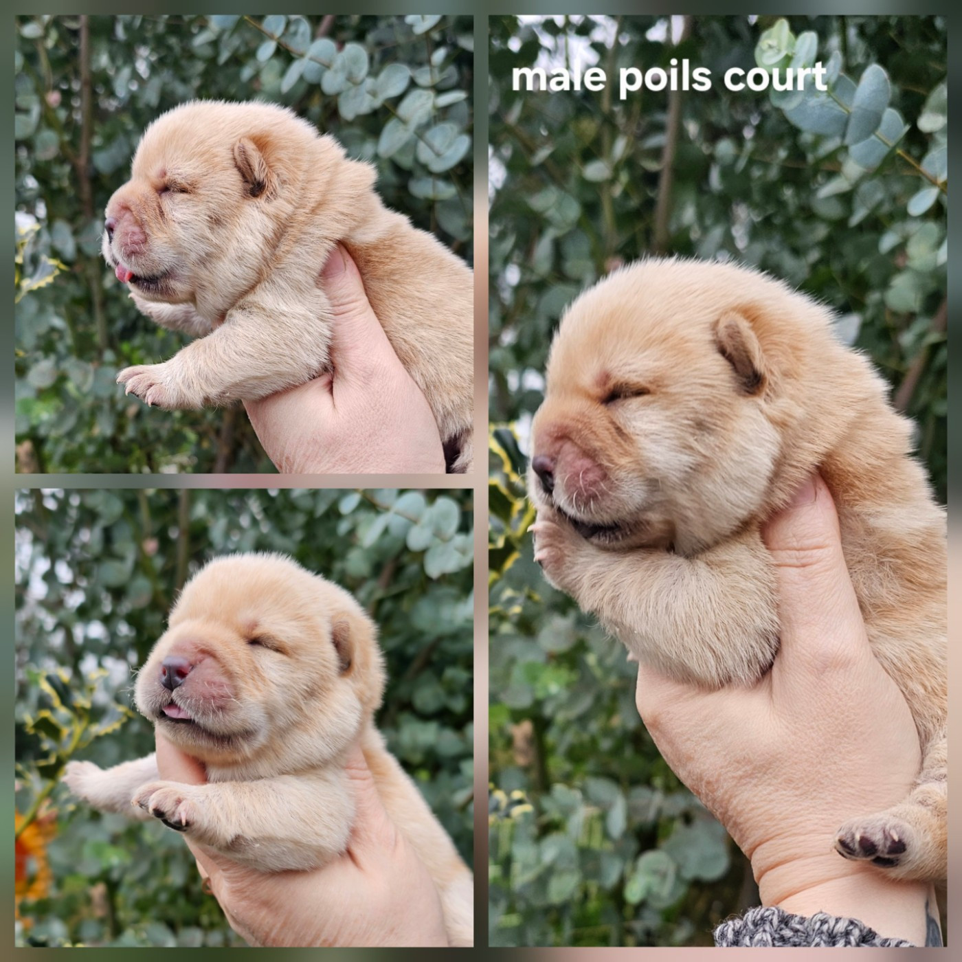 Le domaine de fabadel - Chiots disponibles - Chow Chow