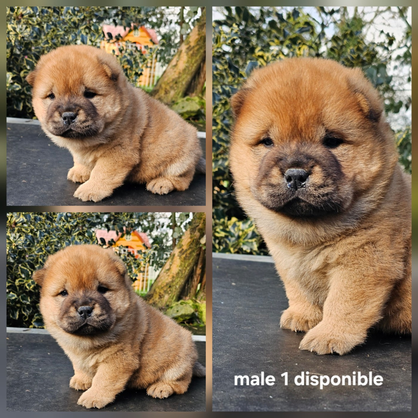 Le domaine de fabadel - Chiots disponibles - Chow Chow