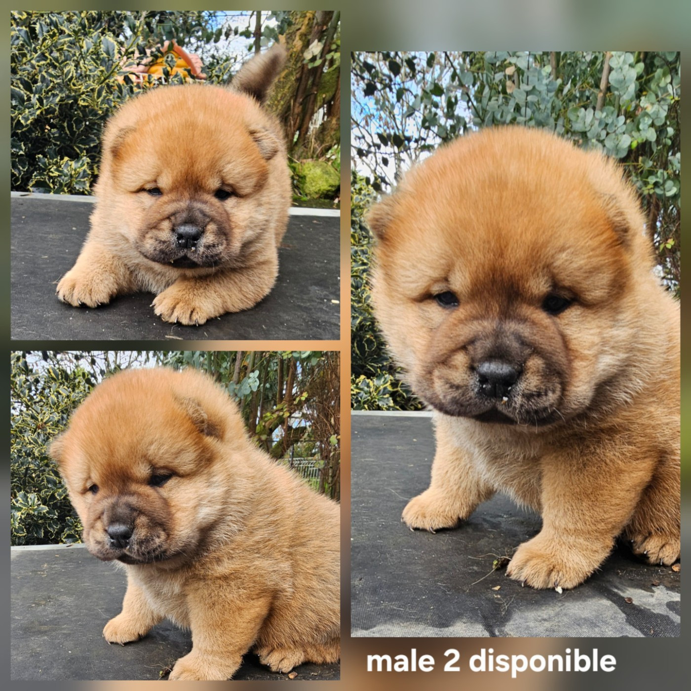 Le domaine de fabadel - Chiots disponibles - Chow Chow
