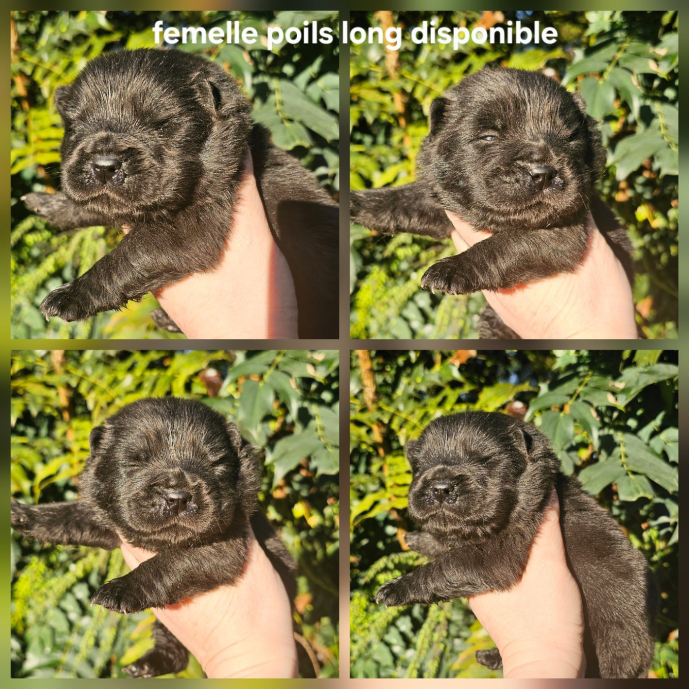 Le domaine de fabadel - Chiots disponibles - Chow Chow