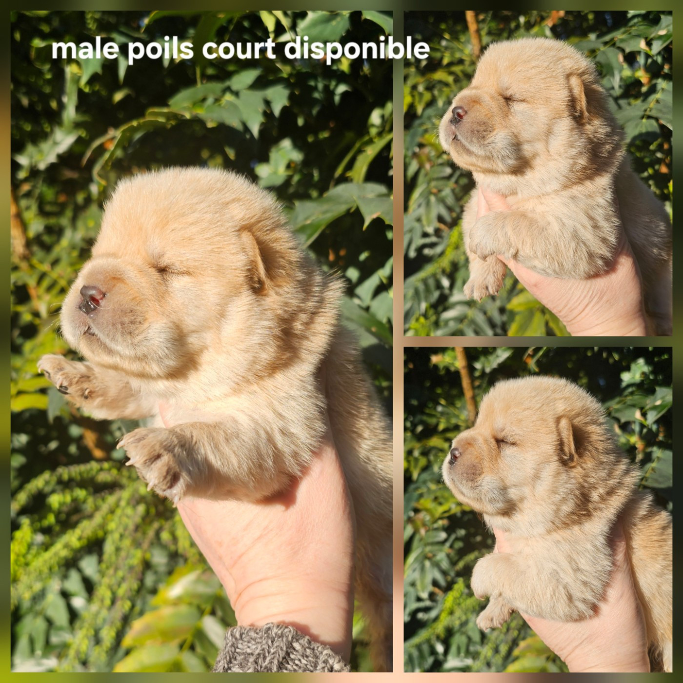 Le domaine de fabadel - Chiots disponibles - Chow Chow