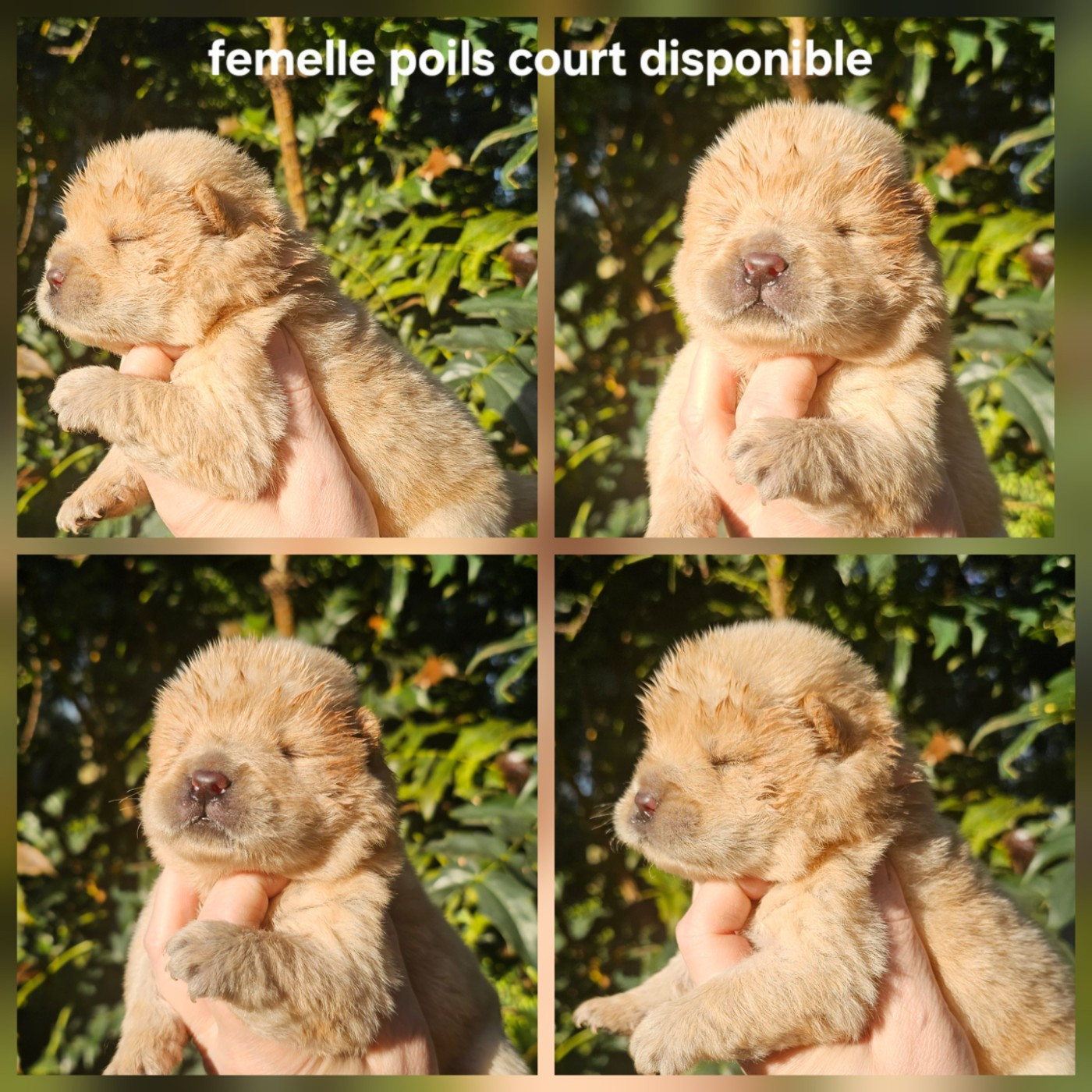 Le domaine de fabadel - Chiots disponibles - Chow Chow