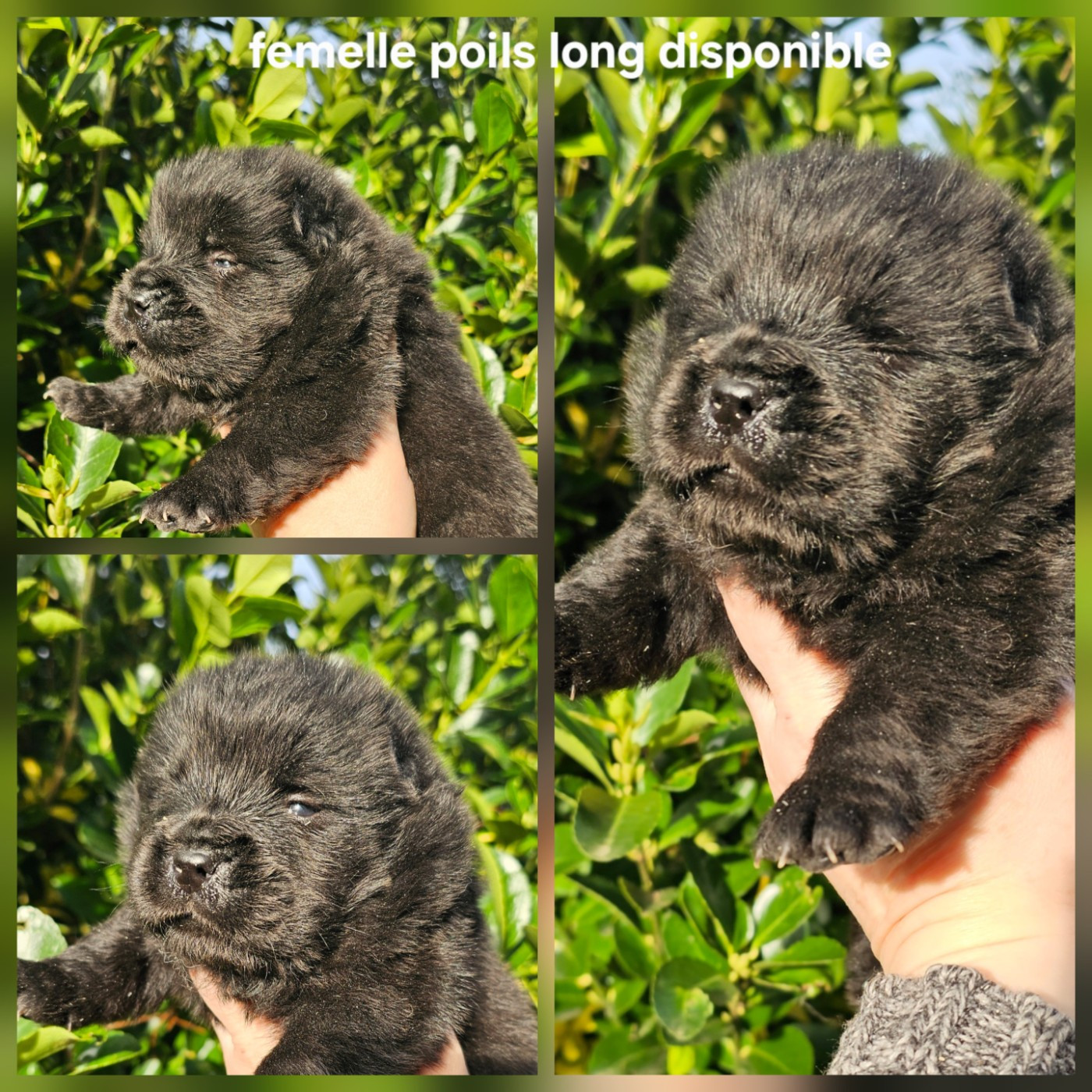 Le domaine de fabadel - Chiots disponibles - Chow Chow