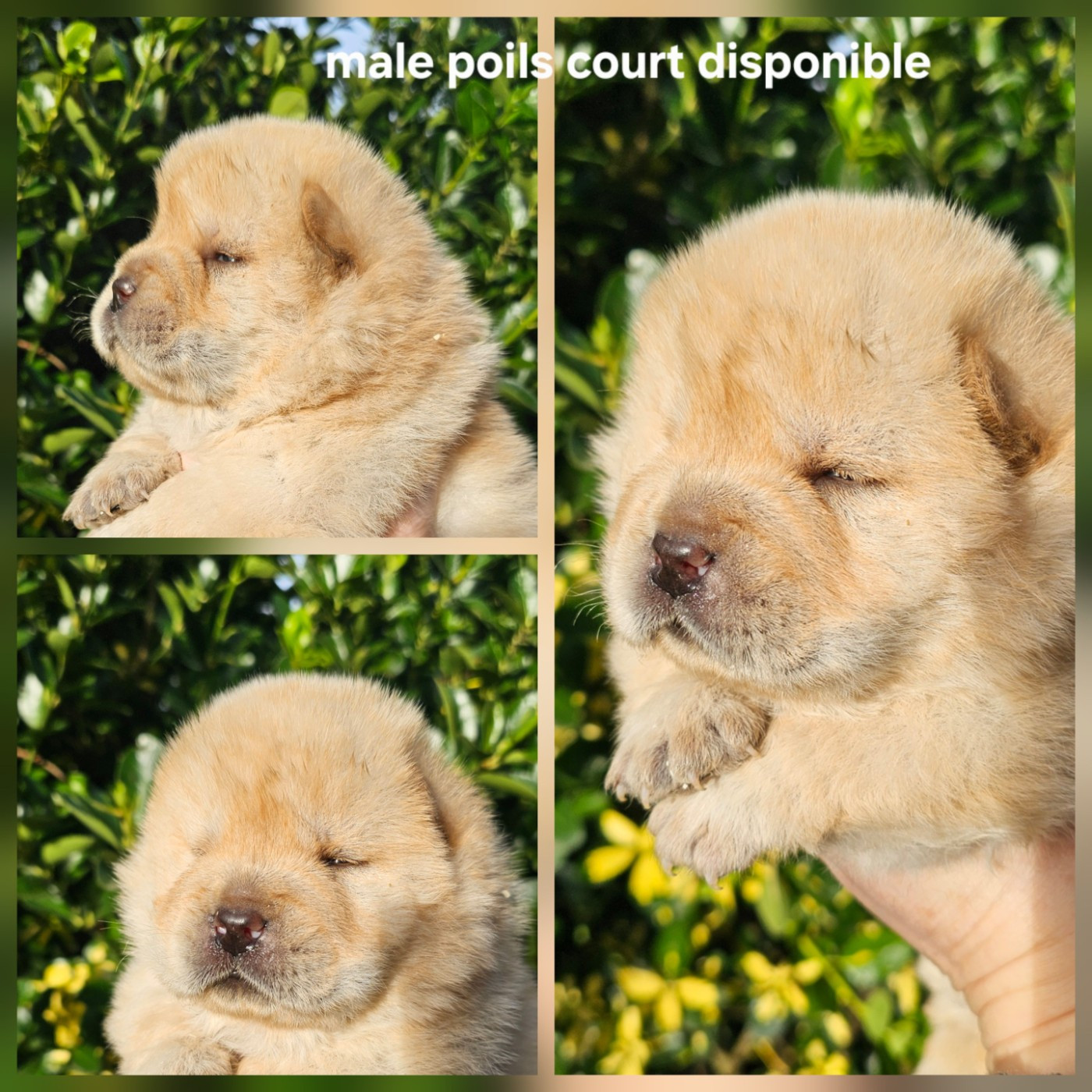 Le domaine de fabadel - Chiots disponibles - Chow Chow