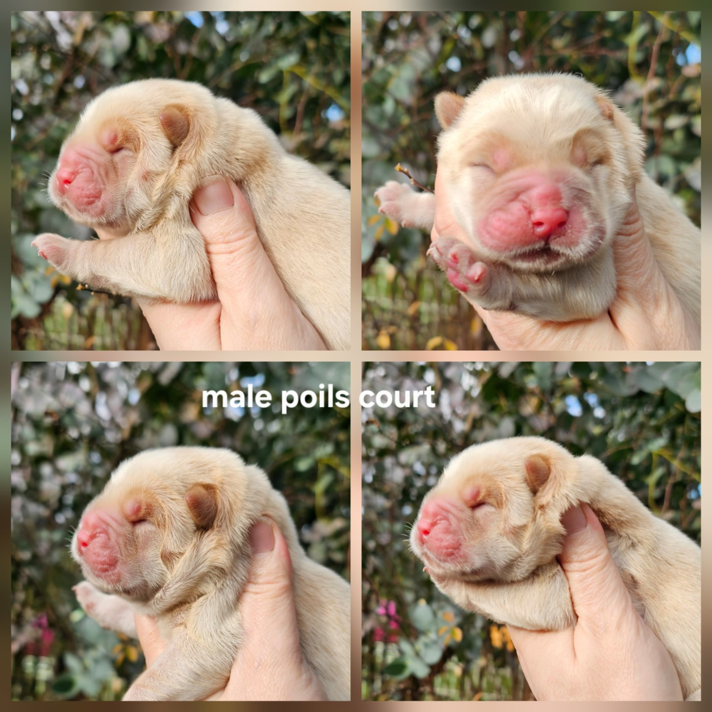 Le domaine de fabadel - Chiots disponibles - Chow Chow