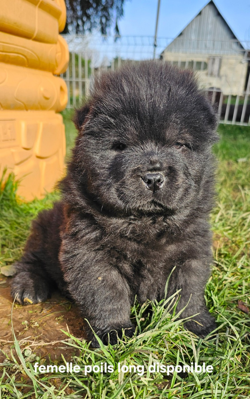 Le domaine de fabadel - Chiots disponibles - Chow Chow
