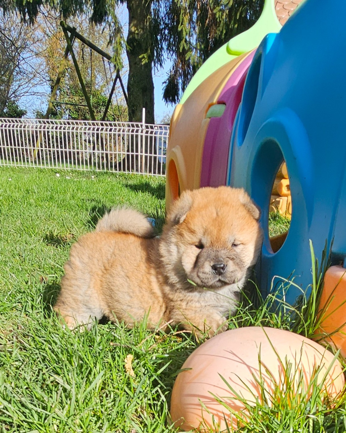 Le domaine de fabadel - Chiots disponibles - Chow Chow