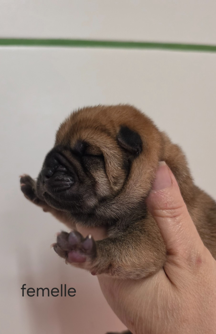 Le domaine de fabadel - Chiots disponibles - Chow Chow