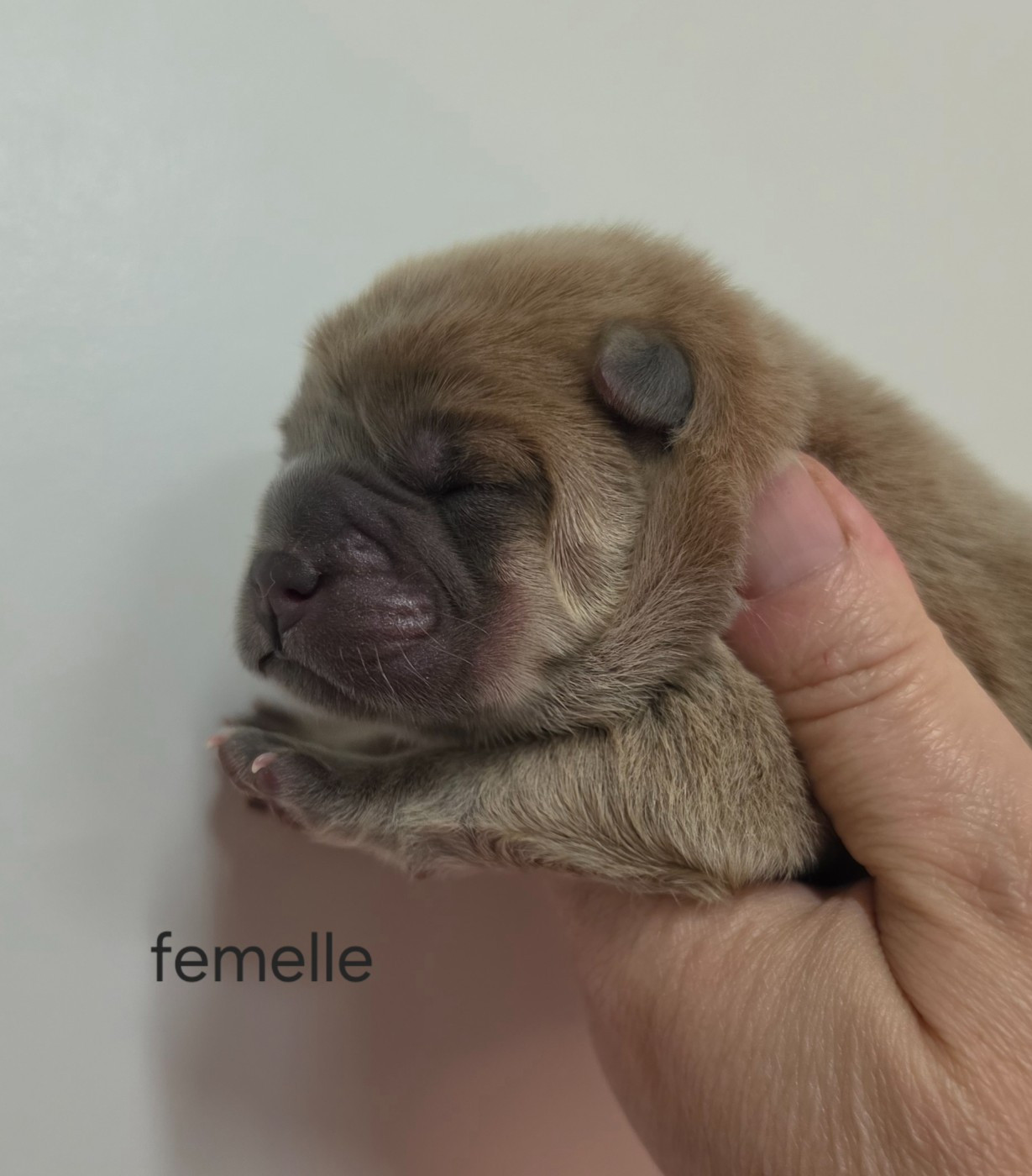 Le domaine de fabadel - Chiots disponibles - Chow Chow