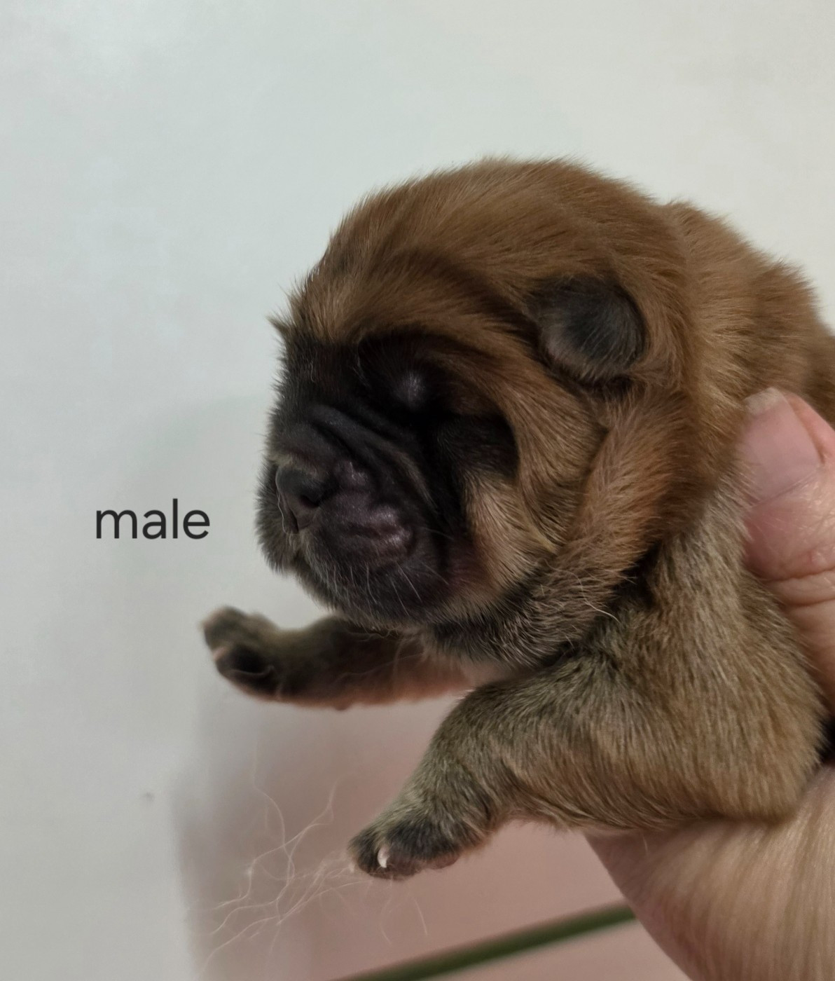 Le domaine de fabadel - Chiots disponibles - Chow Chow
