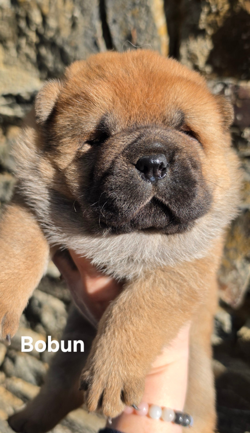 Le domaine de fabadel - Chiots disponibles - Chow Chow
