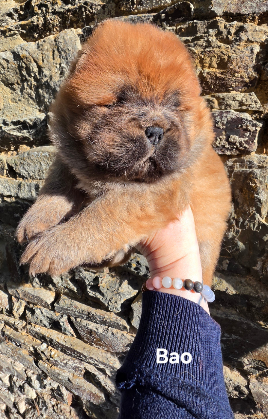 Le domaine de fabadel - Chiots disponibles - Chow Chow