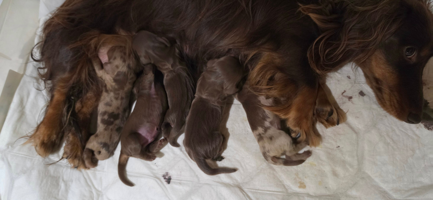Chiot Teckel poil long Le domaine de fabadel