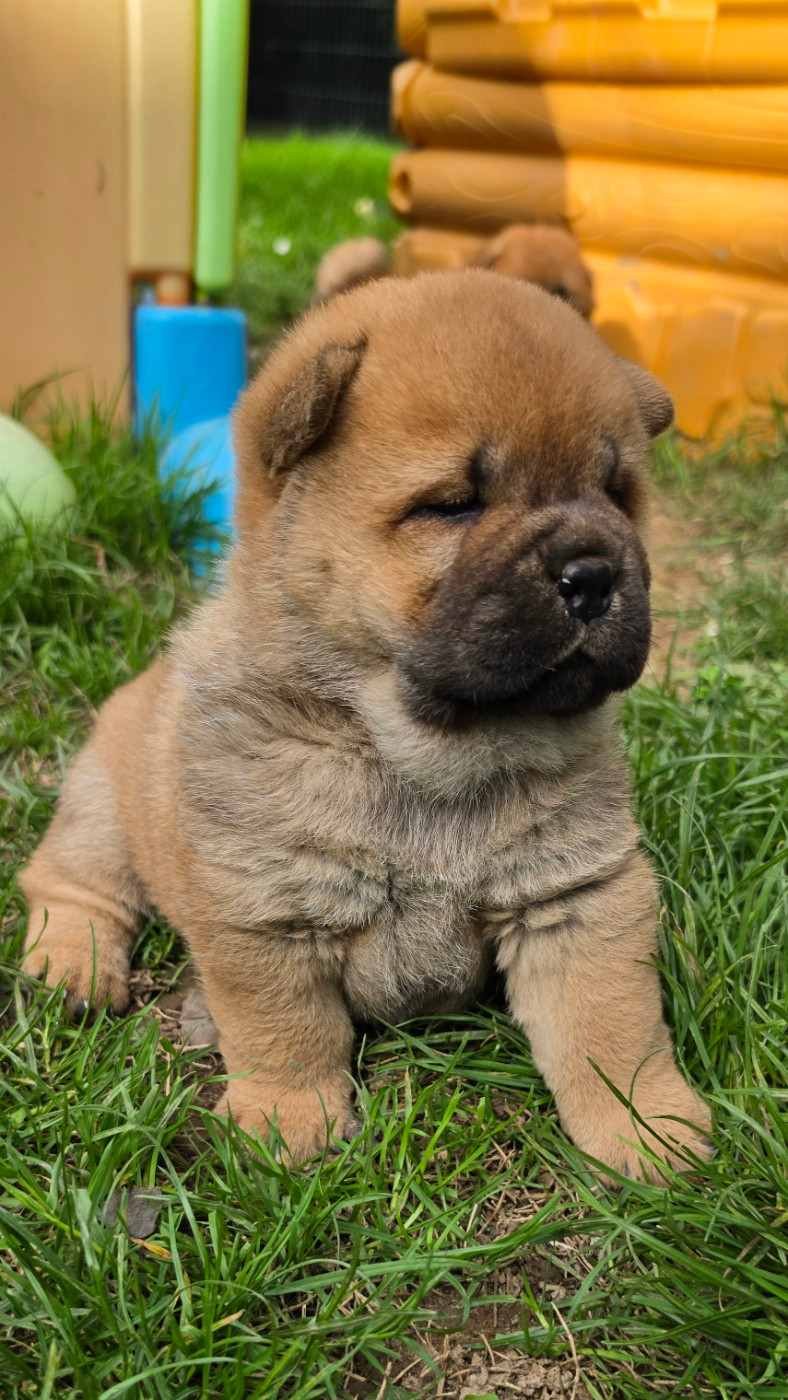 Le domaine de fabadel - Chiots disponibles - Chow Chow