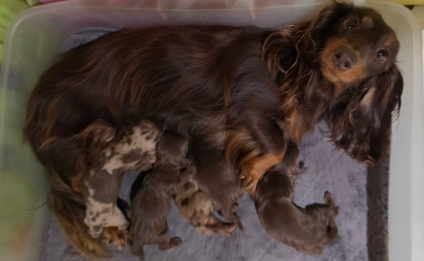 Le domaine de fabadel - Chiots disponibles - Teckel poil long