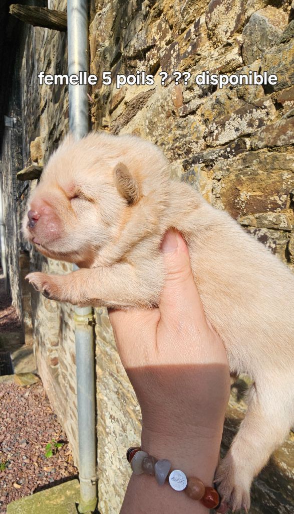 Le domaine de fabadel - Chiots disponibles - Chow Chow