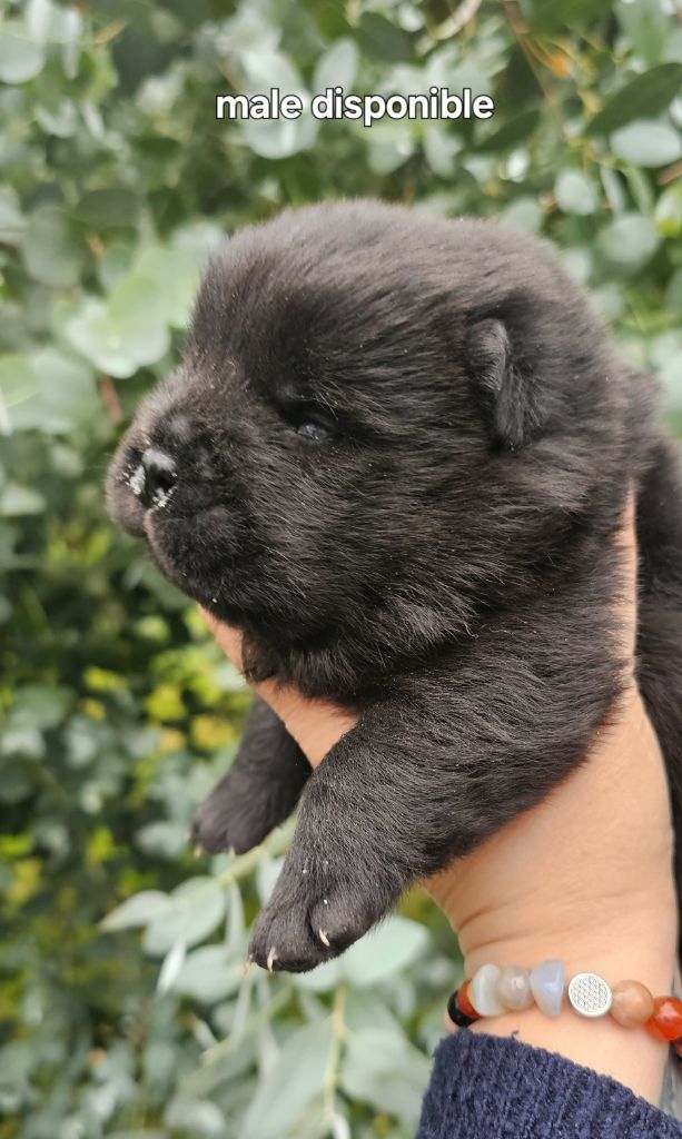 Le domaine de fabadel - Chiots disponibles - Chow Chow