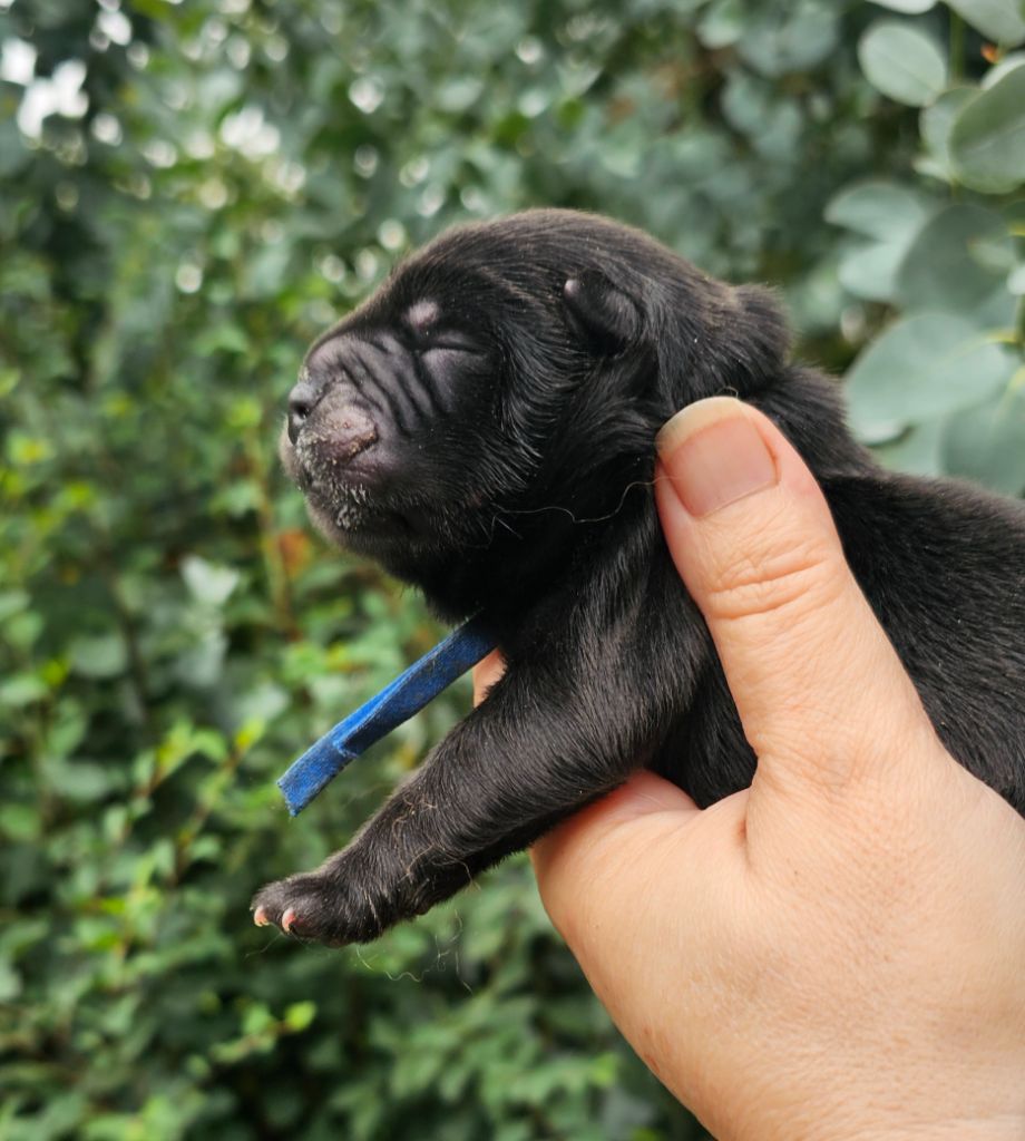 Le domaine de fabadel - Chiots disponibles - Chow Chow
