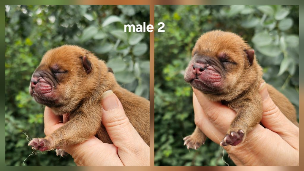 Le domaine de fabadel - Chiots disponibles - Chow Chow